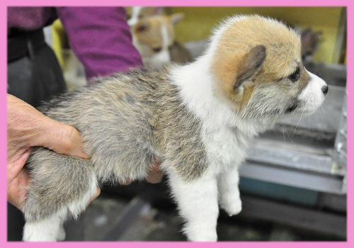 コーギー 子犬販売の専門店 AngelWan 横浜