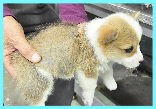 コーギー オス 子犬販売の専門店 AngelWan 横浜