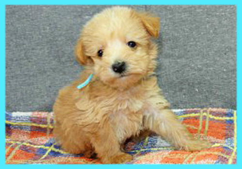 ミックス　シュナプー　子犬販売の専門店　AngelWan　横浜