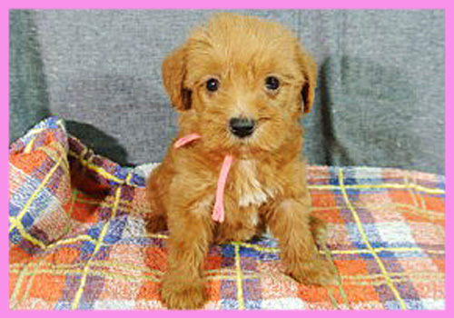 ミックス　シュナプー　メス　子犬販売の専門店　AngelWan　横浜