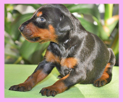 ドーベルマン　ブラックタン　メス　子犬販売の専門店　AngelWan　横浜