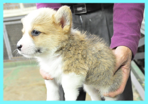 コーギー オス 子犬販売の専門店 AngelWan 横浜