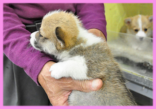コーギー　メス　子犬販売の専門店　AngelWan　横浜