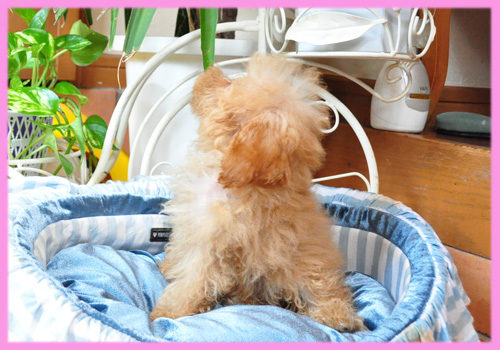 トイプードル アプリコット メス 子犬販売の専門店 AngelWan 横浜