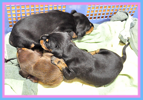 ドーベルマン　ブラックタン　チョコレートタン　子犬販売の専門店　AngelWan　横浜