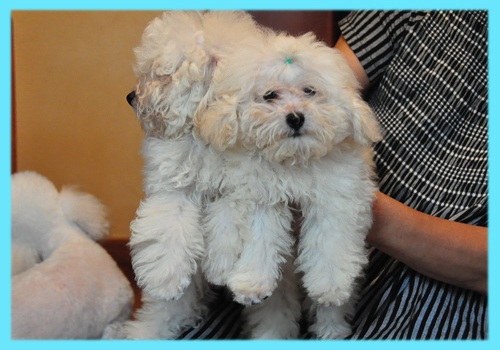トイプードル　ホワイト　オス　子犬販売の専門店　AngelWan　横浜