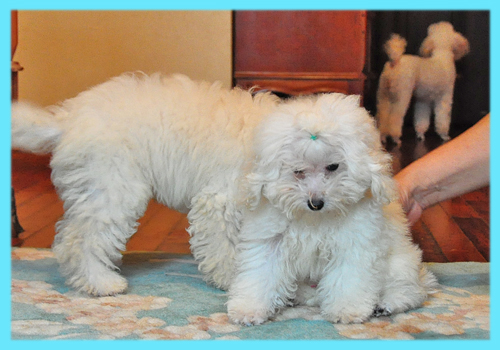 トイプードル　ホワイト　オス　子犬販売の専門店　AngelWan　横浜