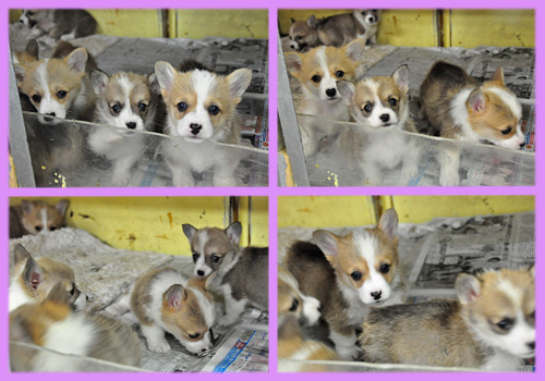 コーギー　子犬販売の専門店　AngelWan　横浜