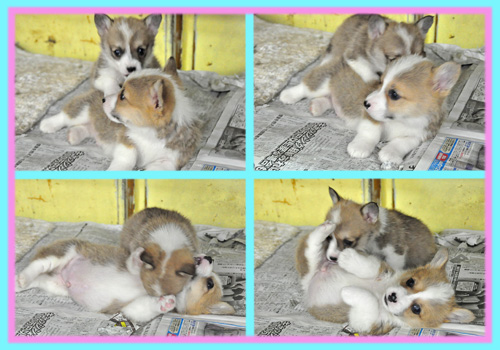 コーギー　子犬販売の専門店　AngelWan　横浜