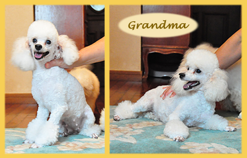 トイプードル　ホワイト　子犬販売の専門店　AngelWan　横浜