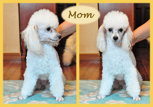 トイプードル　ホワイト　子犬販売の専門店　AngelWan　横浜