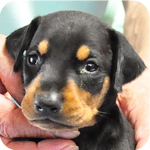 ドーベルマン　ブラックタン　オス　子犬販売の専門店　AngelWan　横浜