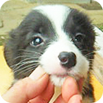 ボーダーコリー　ブラック＆ホワイト　メス　子犬販売の専門店　AngelWan　横浜