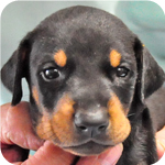 ドーベルマン　ブラックタン　オス　子犬販売の専門店　AngelWan　横浜