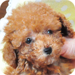 トイプードル　レッド　メス　子犬販売の専門店　AngelWan　横浜