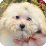 トイプードル　ホワイト　オス　子犬販売の専門店　AngelWan　横浜