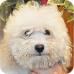 トイプードル　ホワイト　オス　子犬販売の専門店　AngelWan　横浜
