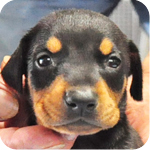 ドーベルマン ブラックタン メス 子犬販売の専門店 AngelWan 横浜