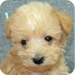 ミックス　シュナプー　子犬販売の専門店　AngelWan　横浜