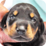 ドーベルマン　ブラックタン　メス　子犬販売の専門店　AngelWan　横浜