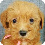 ミックス　シュナプー　子犬販売の専門店　AngelWan　横浜