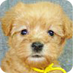 ミックス　シュナプー　メス　子犬販売の専門店　AngelWan　横浜