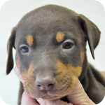 ドーベルマン チョコレートタン メス 子犬販売の専門店 AngelWan 横浜