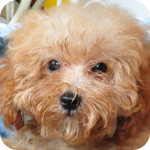 トイプードル アプリコット メス 子犬販売の専門店 AngelWan 横浜