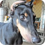 ドーベルマン　ブラックタン　オス　子犬販売の専門店　AngelWan　横浜