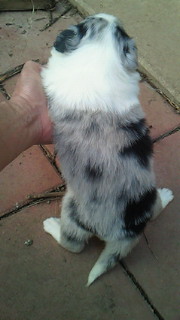 ボーダーコリー　仔犬