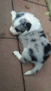 ボーダーコリー