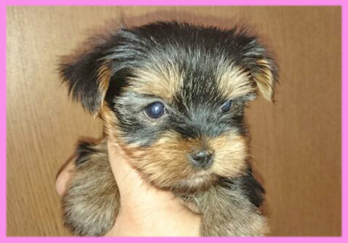 ヨークシャテリア メス 子犬販売の専門店 AngelWan 横浜