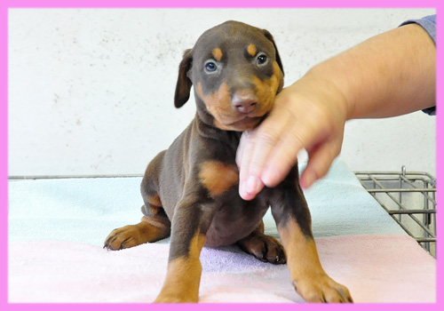 ドーベルマン　チョコレートタン　メス　子犬販売の専門店　AngelWan　横浜