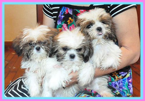 シーズー ホワイト&ゴールド 子犬販売の専門店 AngelWan 横浜
