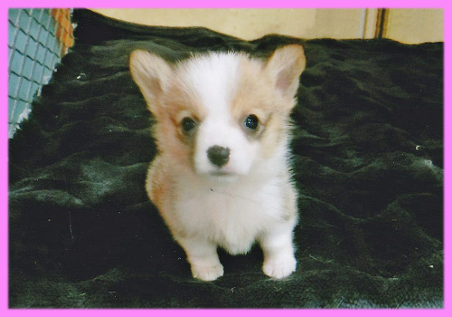 コーギー　レッド＆ホワイト　メス　子犬販売の専門店　AngelWan　横浜