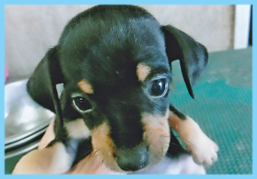 ミニチュアピンシャー　ブラックタン　オス　子犬販売の専門店　AngelWan　横浜