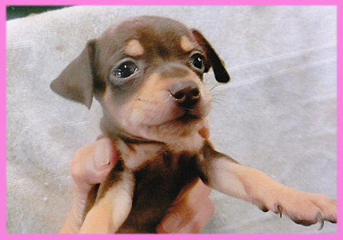 ミニチュアピンシャー　チョコレートタン　メス　子犬販売の専門店　AngelWan　横浜