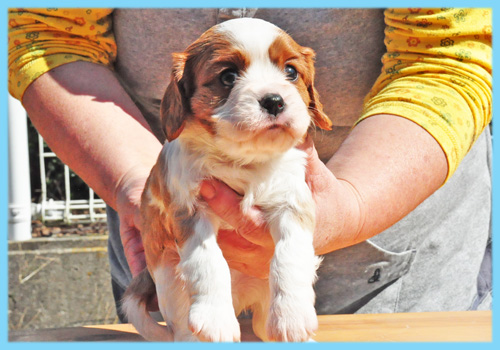 キャバリア　ブレンハイム　オス　子犬販売の専門店　AngelWan　横浜
