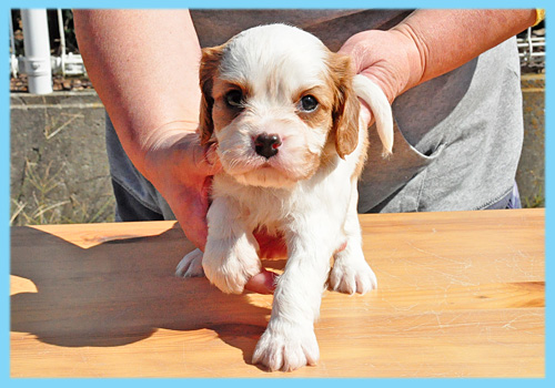 キャバリア　ブレンハイム　オス　子犬販売の専門店　AngelWan　横浜