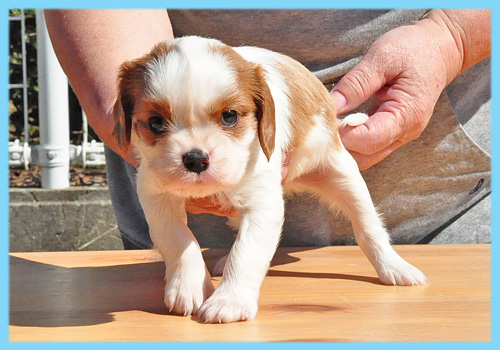 キャバリア　ブレンハイム　オス　子犬販売の専門店　AngelWan　横浜