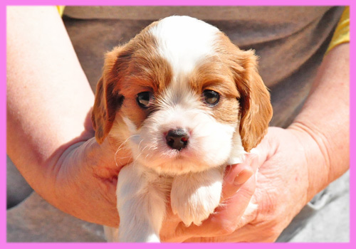 キャバリア　ブレンハイム　メス　子犬販売の専門店　AngelWan　横浜