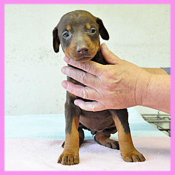 ドーベルマン チョコレートタン メス 子犬販売の専門店 AngelWan 横浜