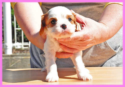 キャバリア　ブレンハイム　メス　子犬販売の専門店　AngelWan　横浜