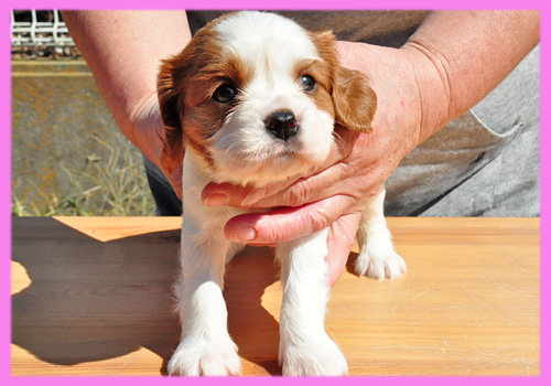 キャバリア ブレンハイム メス 子犬販売の専門店 AngelWan 横浜