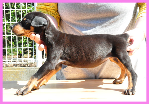 ドーベルマン　ブラックタン　メス　子犬販売の専門店　AngelWan　横浜