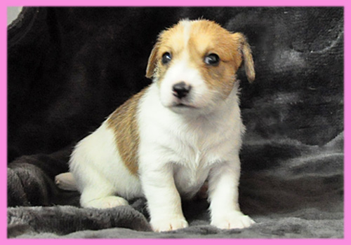 ジャックラッセルテリア　タン＆ホワイト　メス　子犬販売の専門店　AngelWan　横浜