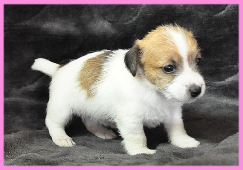 ジャックラッセルテリア　タン＆ホワイト　メス　子犬販売の専門店　AngelWan　横浜