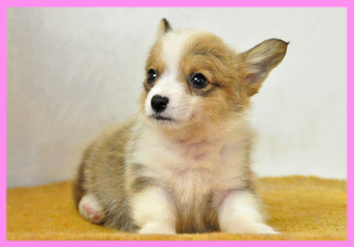 コーギー　メス　子犬販売の専門店　AngelWan　横浜