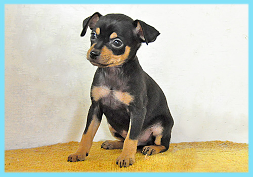 ミニチュアピンシャー　ブラックタン　オス　子犬販売の専門店　AngelWan　横浜