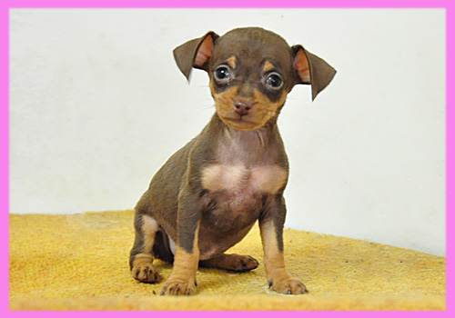 ミニチュアピンシャー　チョコレートタン　メス　子犬販売の専門店　AngelWan　横浜